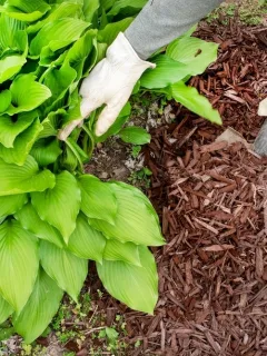 The Benefits of Composting and Mulching
