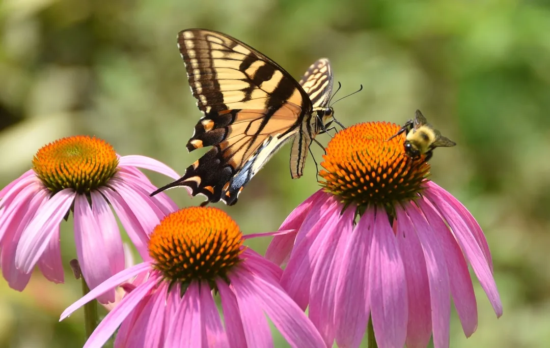 Attracting Pollinators and Wildlife to Your Garden