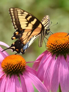 Attracting Pollinators and Wildlife to Your Garden