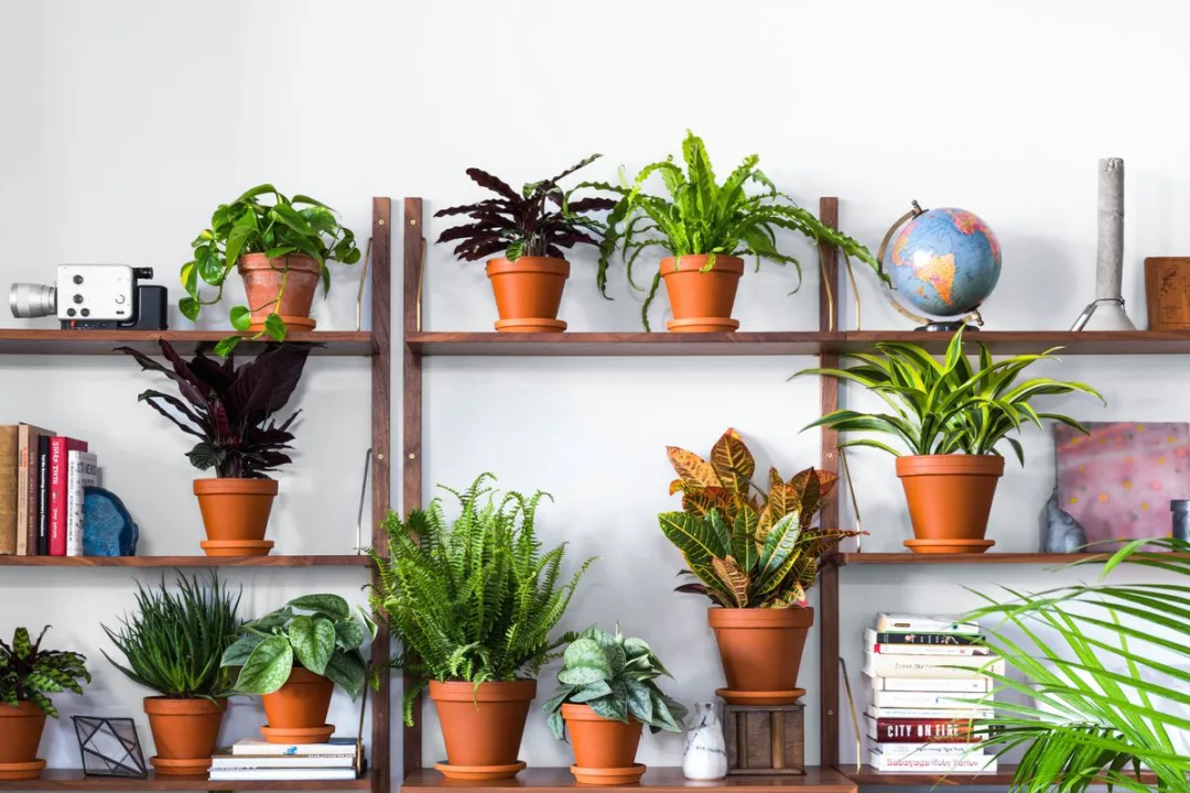 Caring for Houseplants: Tips for Greenery Indoors