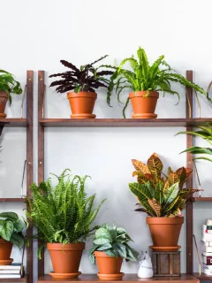 Caring for Houseplants: Tips for Greenery Indoors