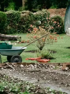 Essential Home Gardening Tips for Beginners